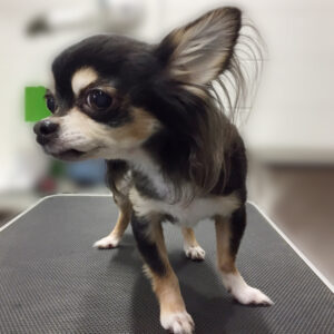 よろしくチワワ