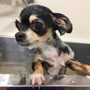 シャンプーチワワ