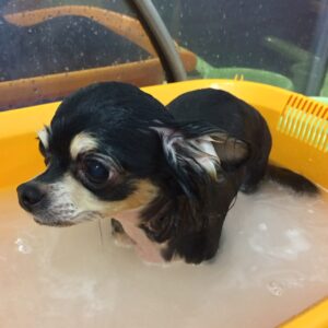 お風呂チワワ