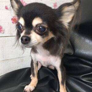 仕上がりチワワ