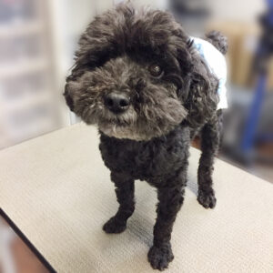 よろしくトイプー