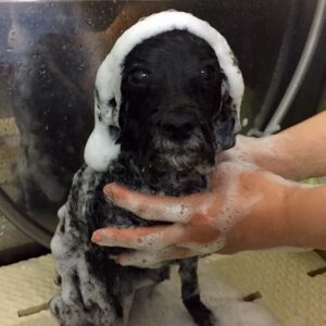 シャンプートイプー