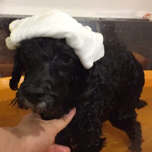 お風呂トイプー