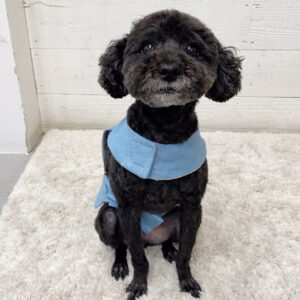 仕上がりトイプー