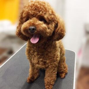 よろしくトイプー