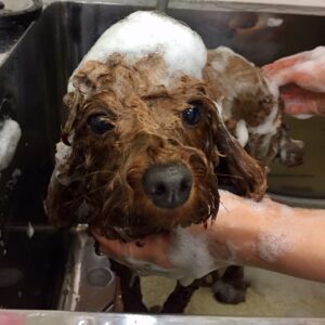 シャンプートイプー