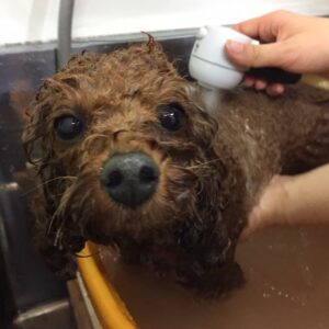 お風呂トイプー