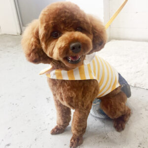 仕上がりトイプー