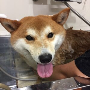 シャンプーしば