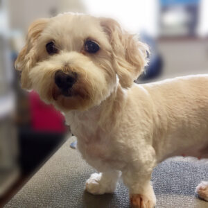 よろしくミックス