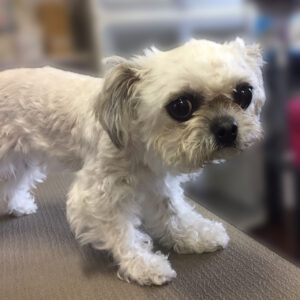 よろしくミックス