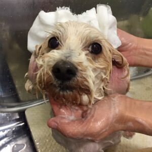 シャンプーミックス