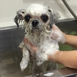 シャンプーミックス