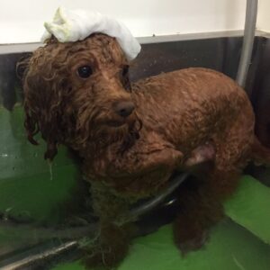 お風呂トイプー