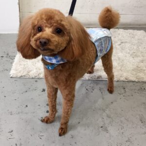 お風呂トイプー