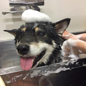 シャンプーしば