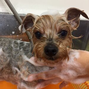 よろしくヨーキー