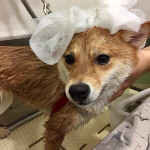 シャンプーしば