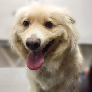 よろしくミックス