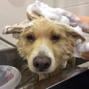 シャンプーミックス