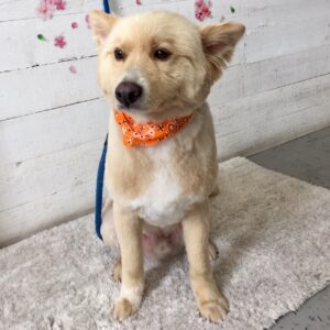 仕上がりミックス