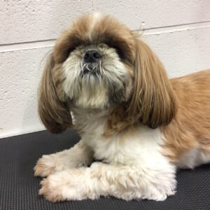 よろしくシーズー