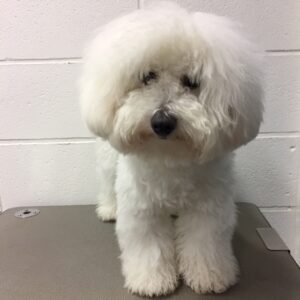 よろしくビション