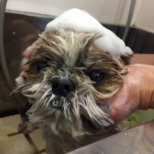 シャンプーシーズー