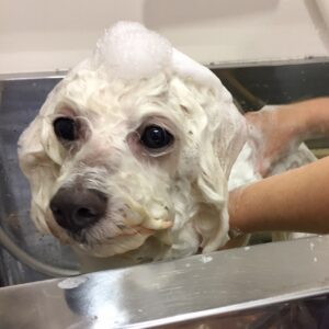 シャンプービション