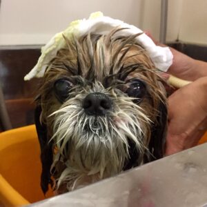 お風呂シーズー