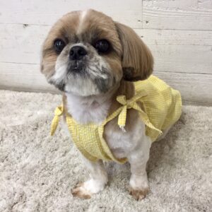 仕上がりシーズー