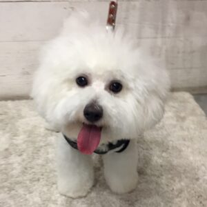 仕上がりビション