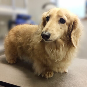 よろしくダックス