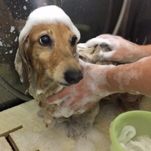 シャンプーダックス