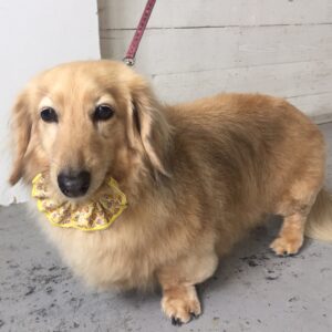 仕上がりダックス