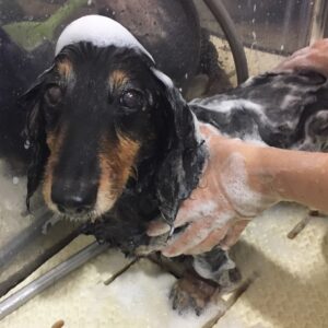 シャンプーダックス