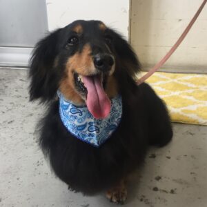 仕上がりダックス