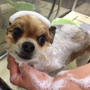 シャンプーミックス