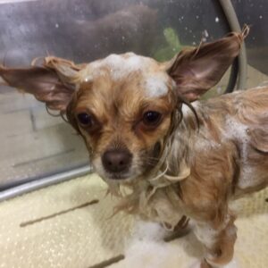 シャンプーチワワ