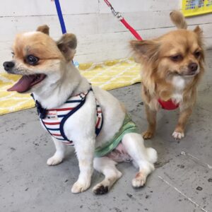 仕上がりミックス&チワワ