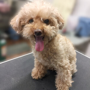 よろしくトイプー