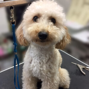 よろしくトイプー