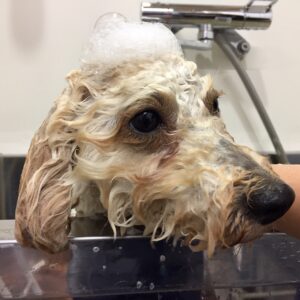 シャンプートイプー