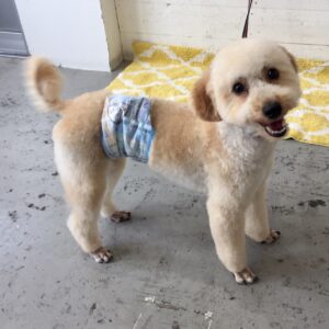 仕上がりトイプー