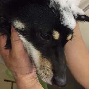 シャンプーしば