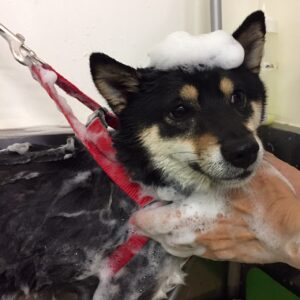 シャンプーしば