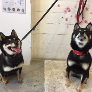 仕上がりしば&豆柴