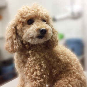 よろしくトイプー