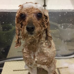 シャンプートイプー