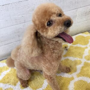 仕上がりトイプー